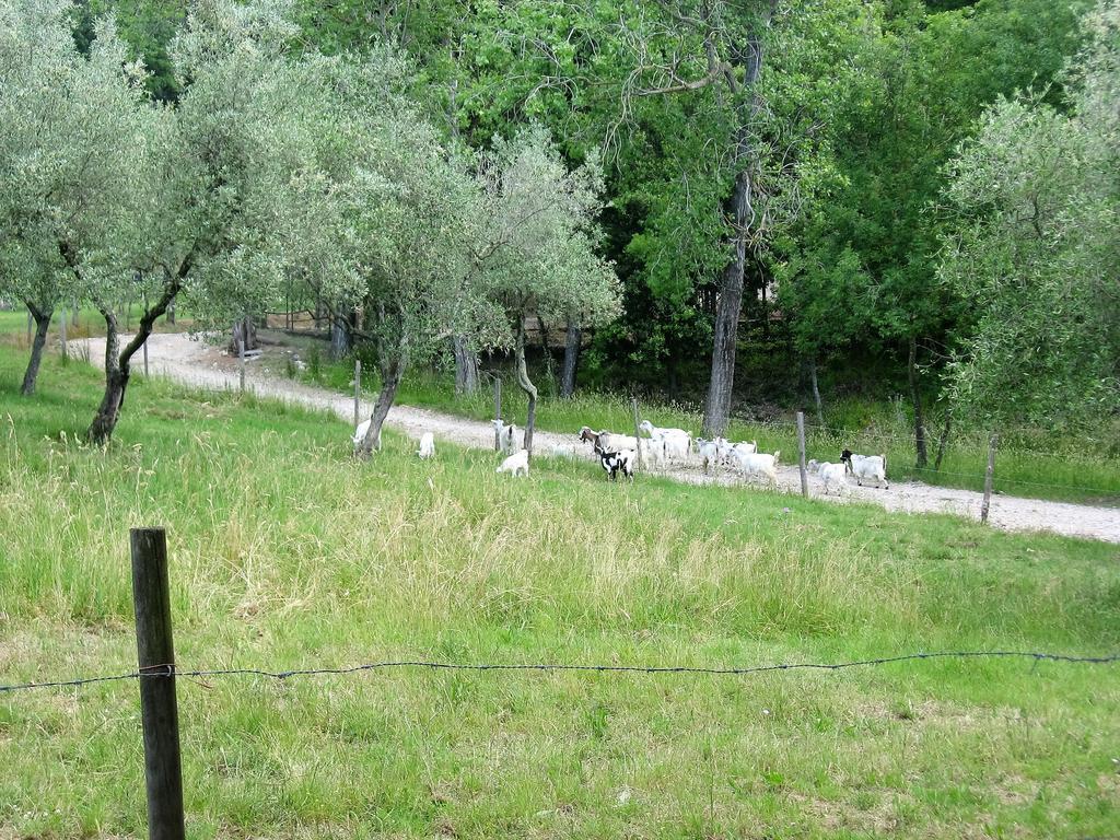 Tenuta La Bandita ซัสเซ็ตตา ภายนอก รูปภาพ
